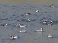 Phalaropes